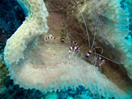 Banded Coral Shrimp in Yellow Vase Sponge IMG 7652